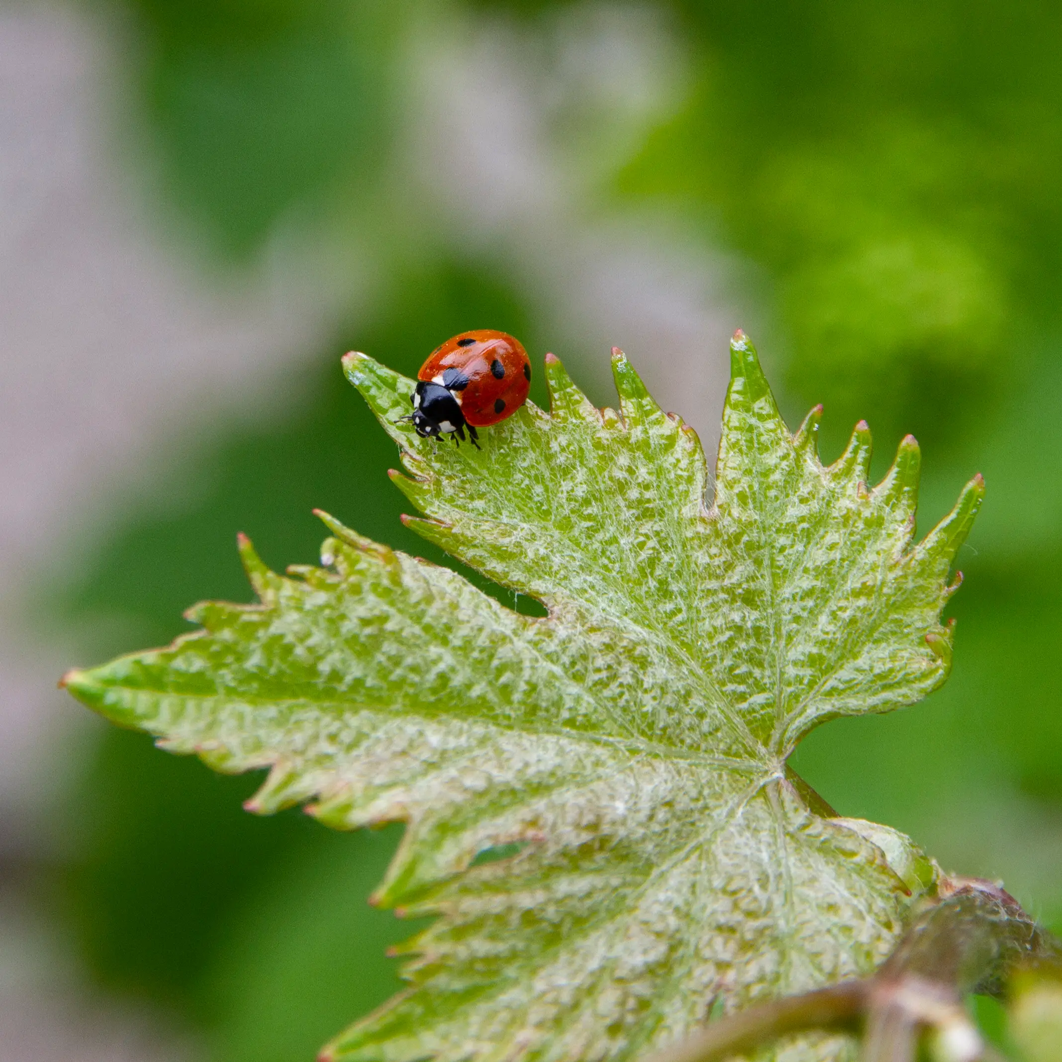 coccinella