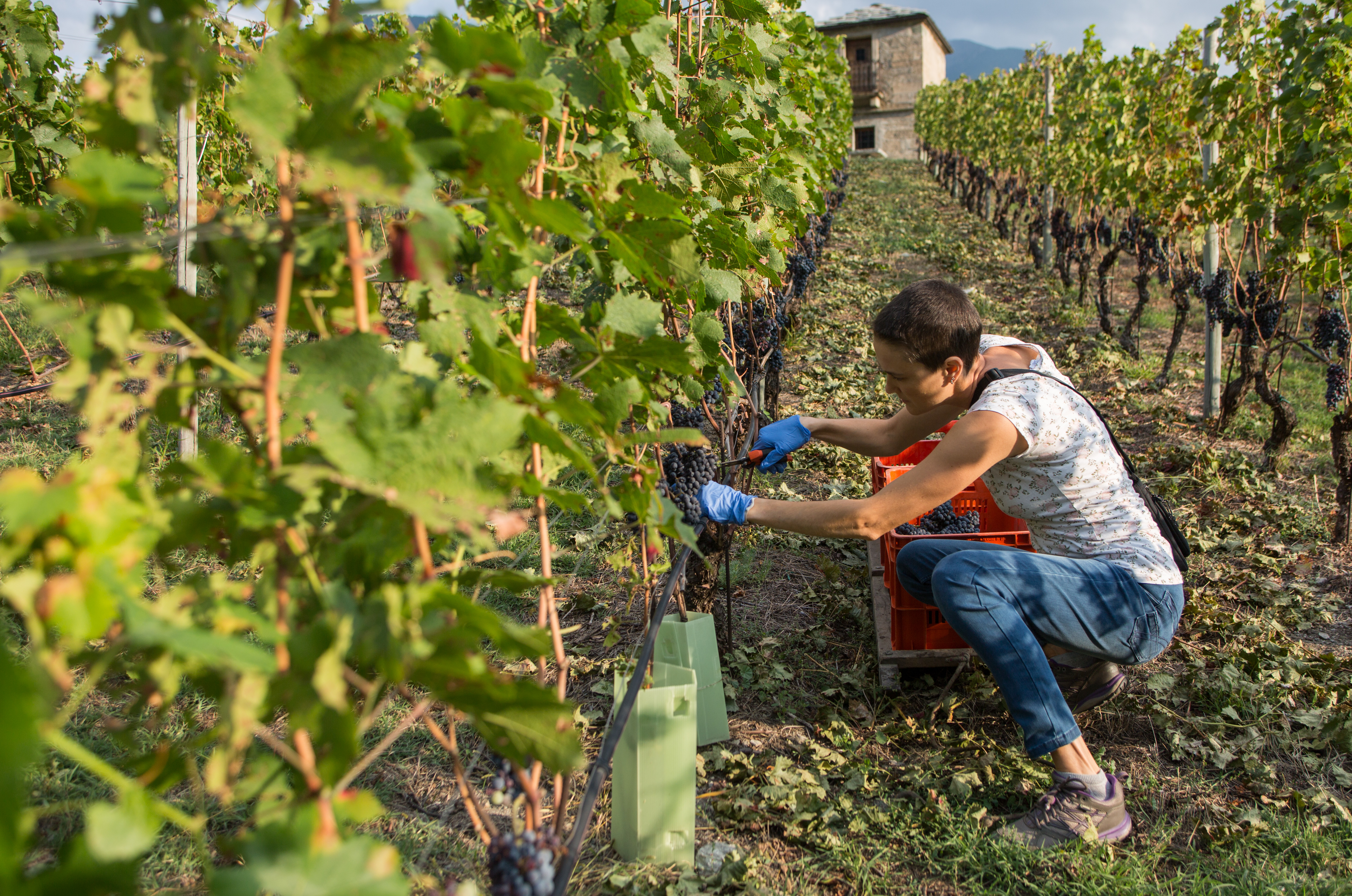 vendemmia